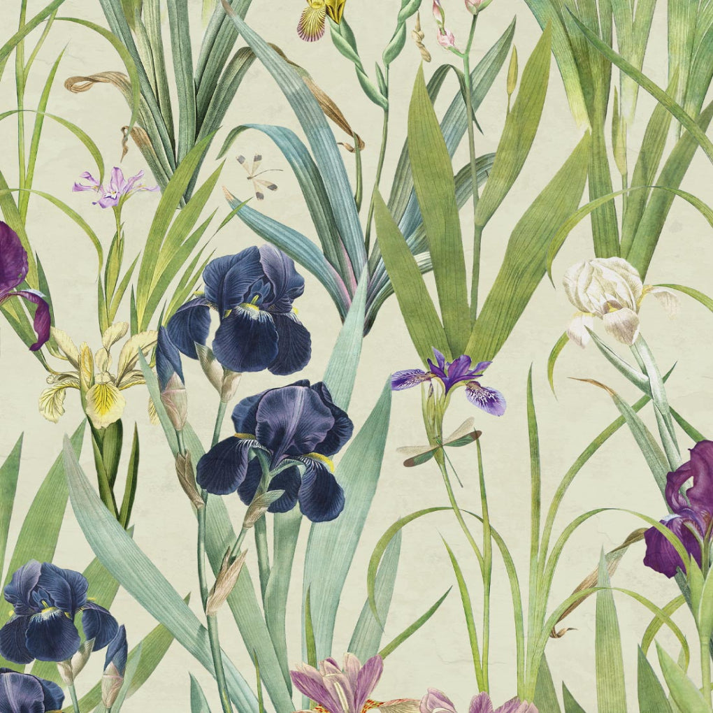 Iris