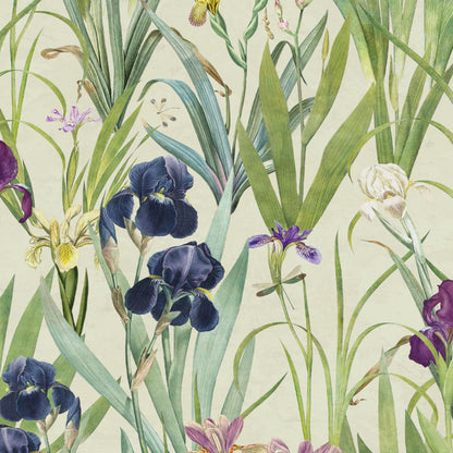Iris
