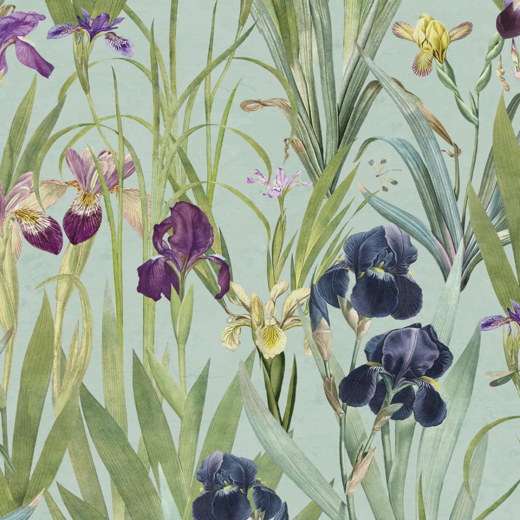 Iris