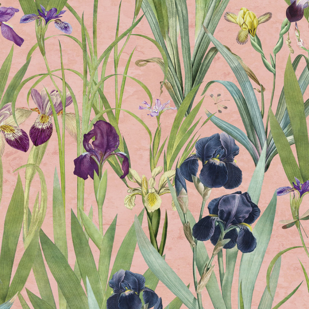 Iris