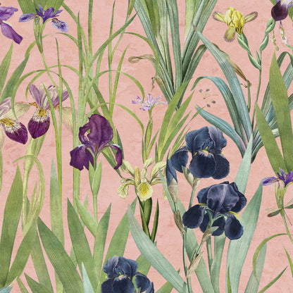 Iris